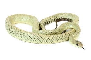 Gonyosoma jansenii, adulte